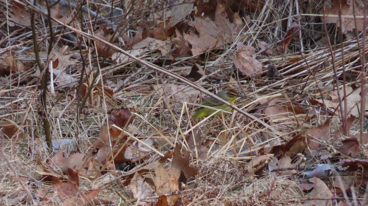 Palm Warbler - Daniel Jepson