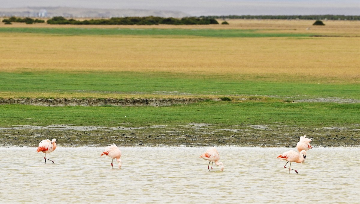 Chilean Flamingo - ML557598231