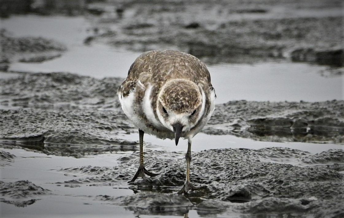 Two-banded Plover - ML557598371