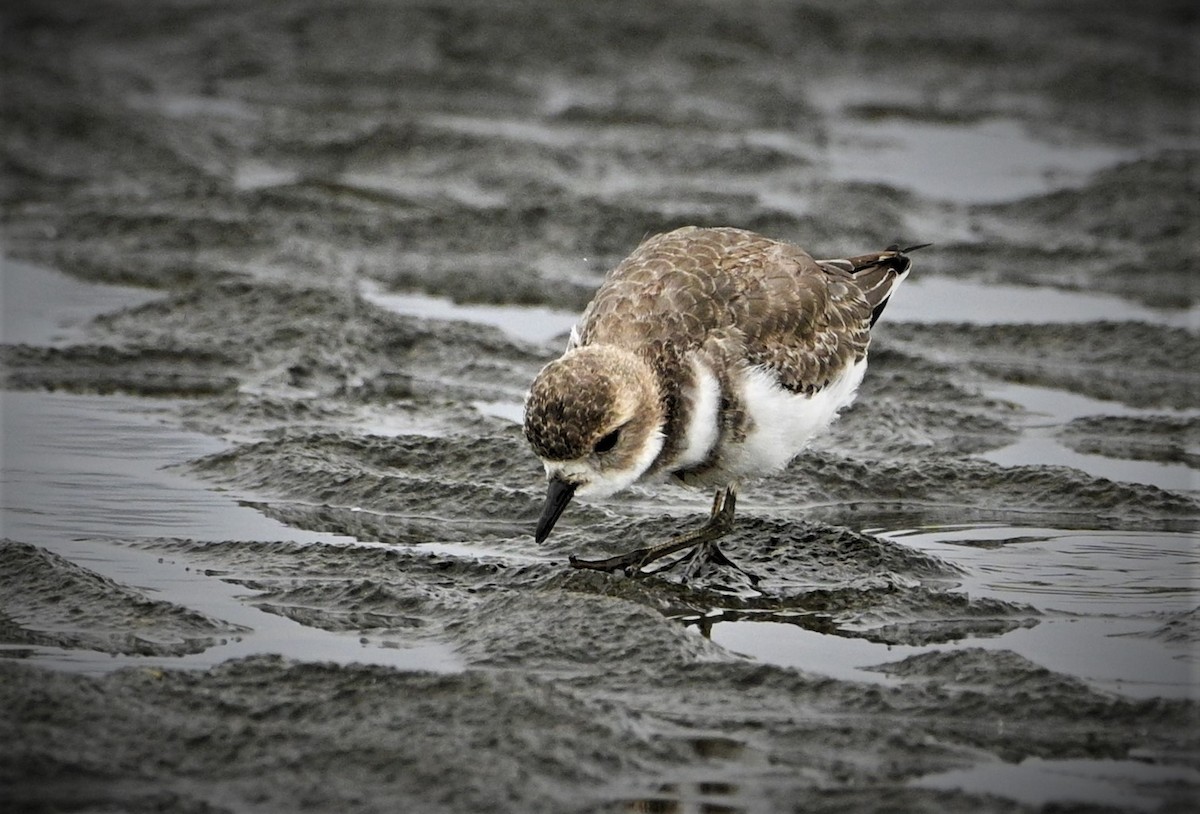 Two-banded Plover - ML557598381