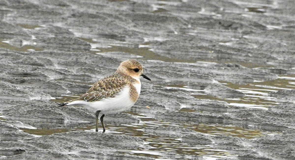 Two-banded Plover - ML557598391