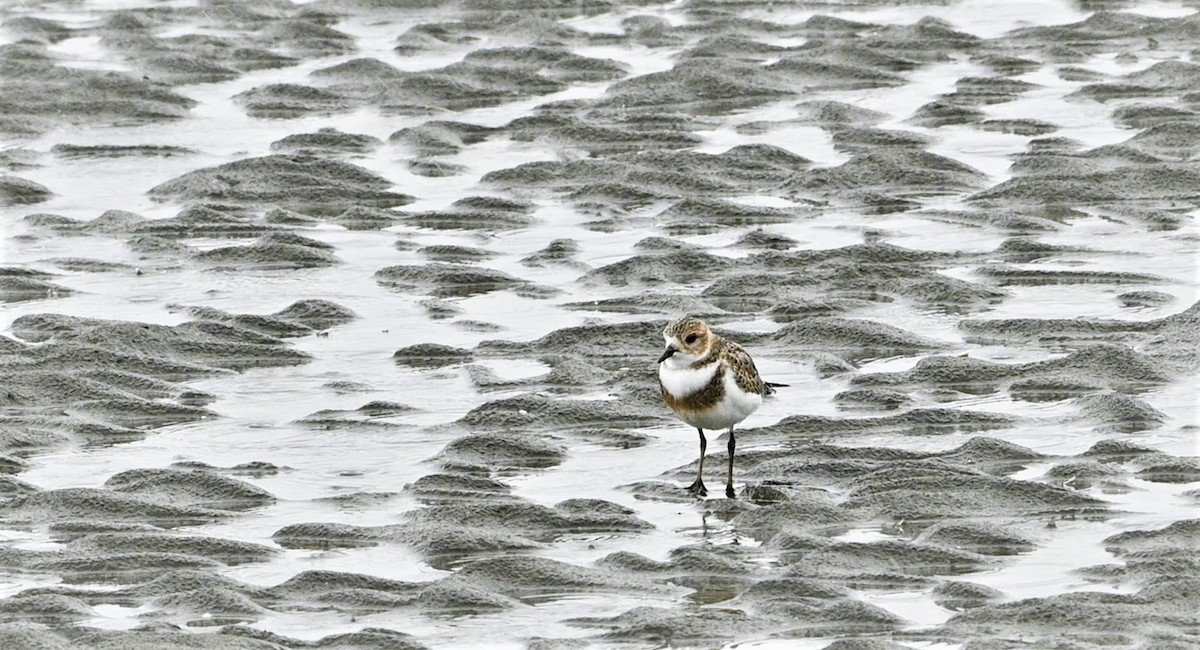 Two-banded Plover - ML557598401