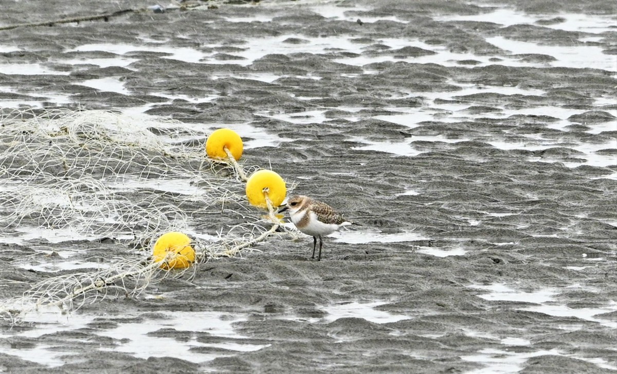 Two-banded Plover - ML557598411