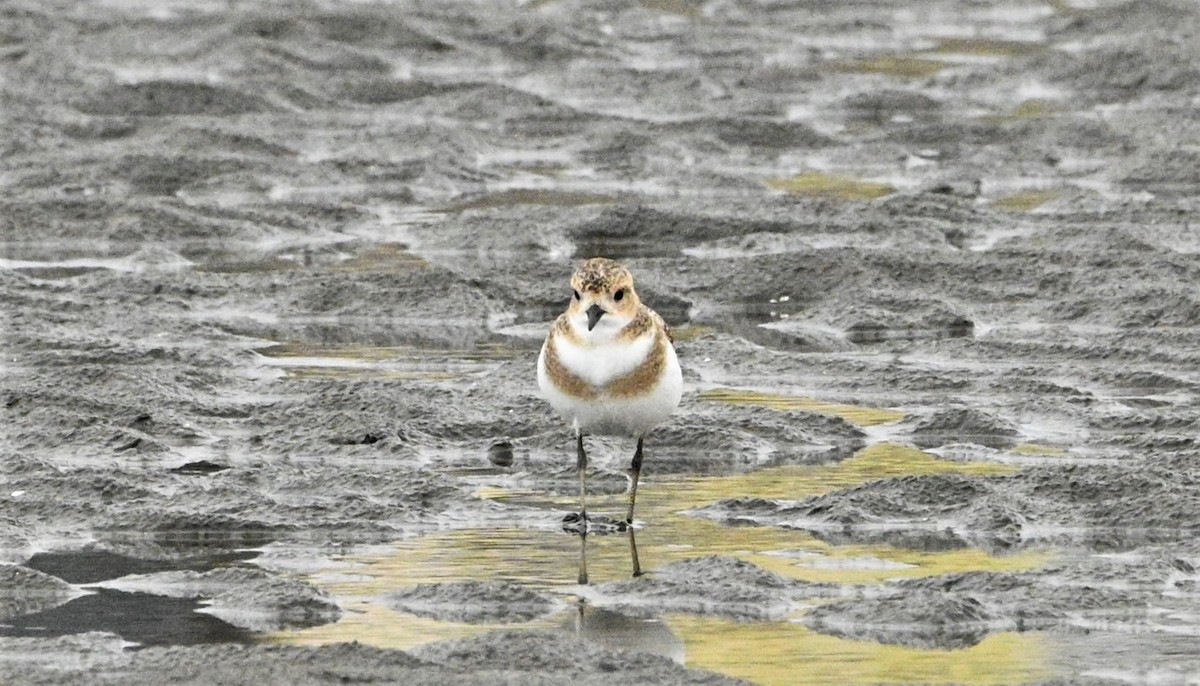 Two-banded Plover - ML557598421