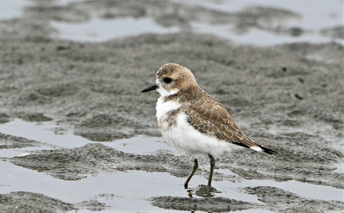 Two-banded Plover - ML557598431