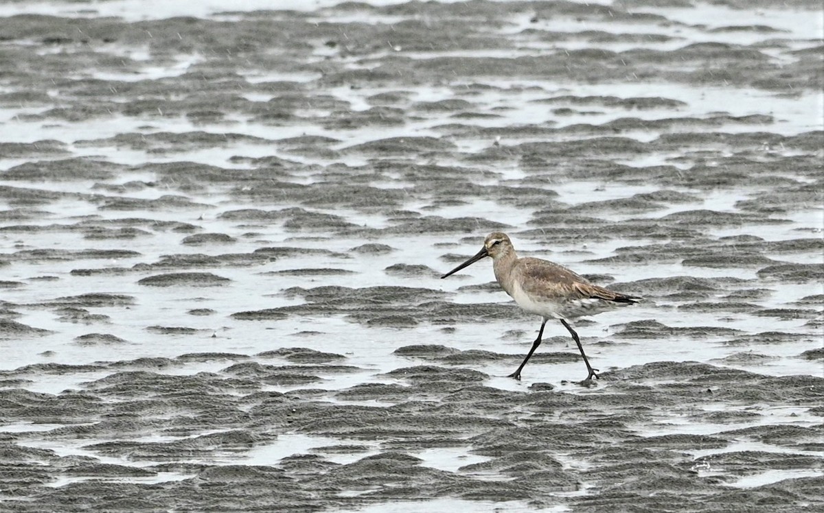 Hudsonian Godwit - ML557598461