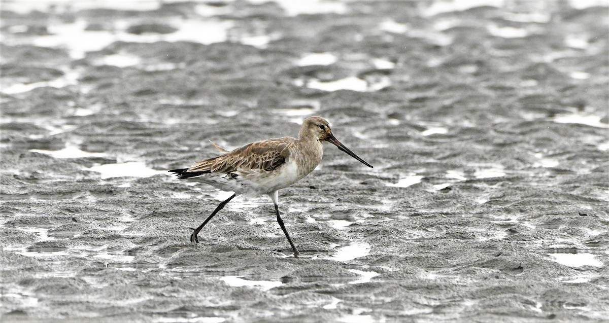 Hudsonian Godwit - ML557598471
