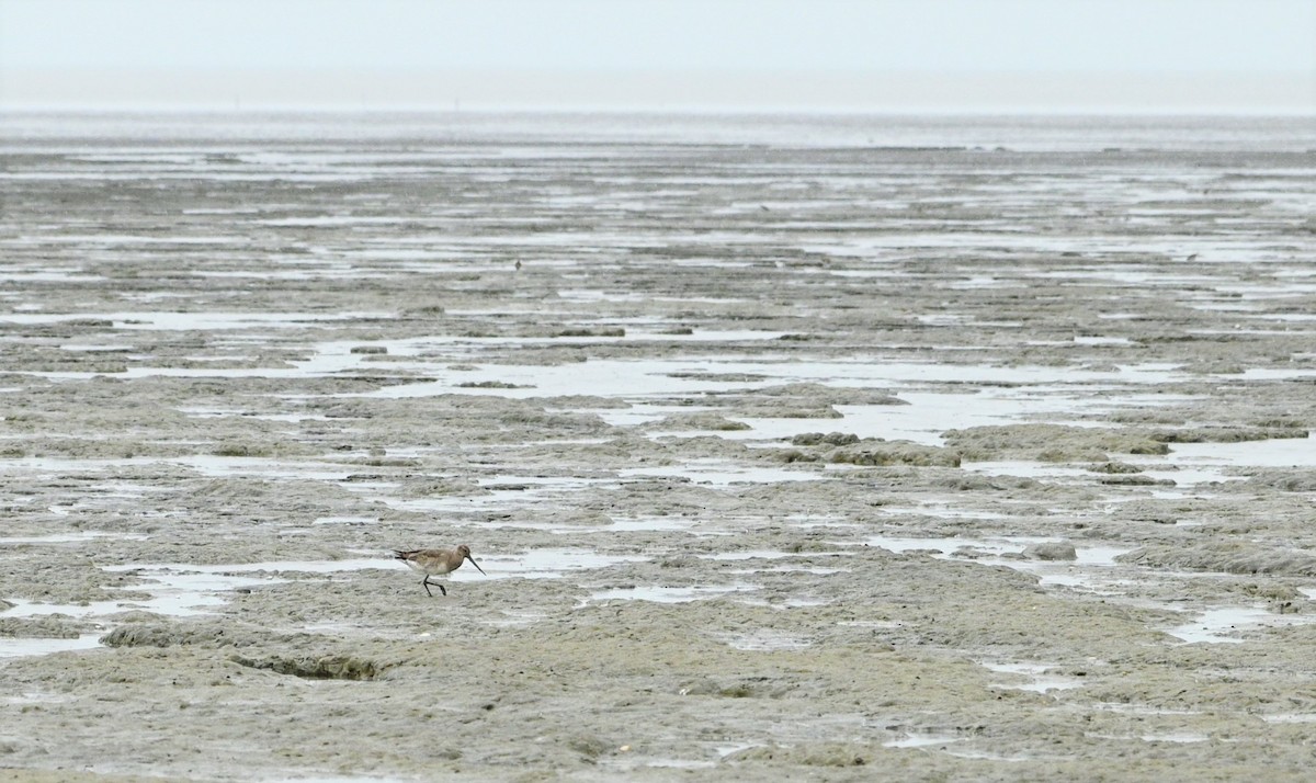 Hudsonian Godwit - ML557598481