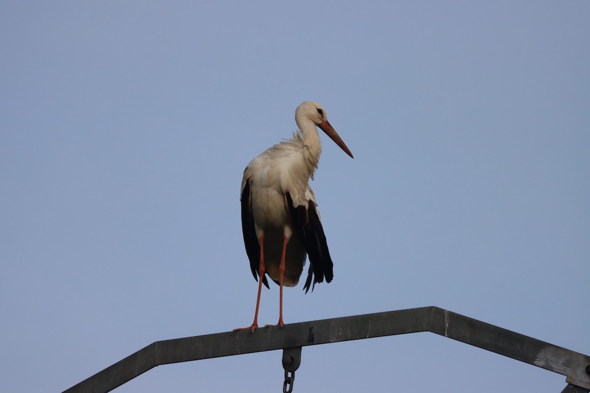 White Stork - Daniel Barcelo