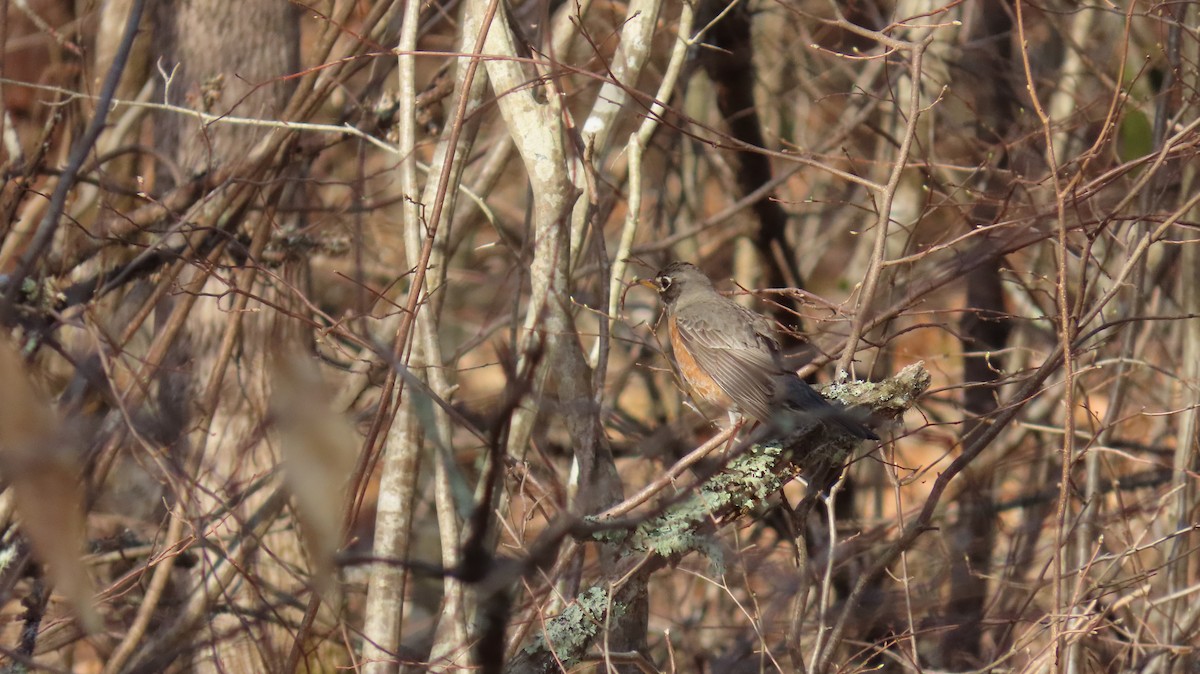 American Robin - ML557600261