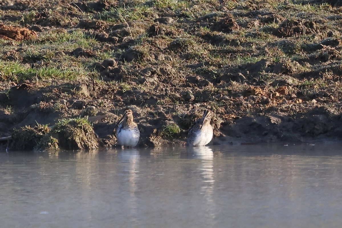 Wilson's Snipe - ML557602091