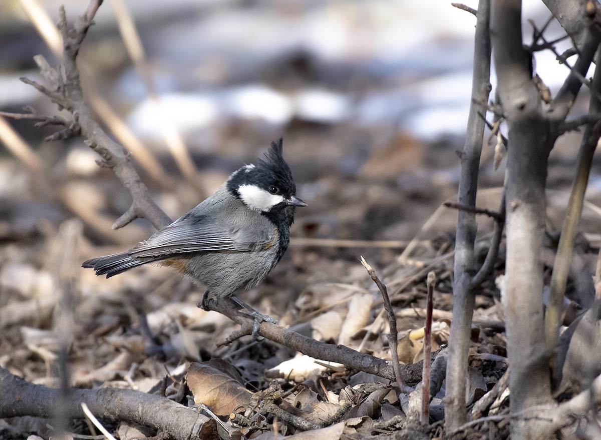 Rufous-naped Tit - Григорий Хасанов