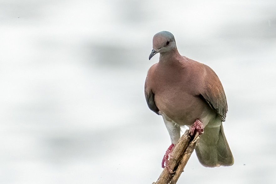 Pale-vented Pigeon - ML557602651