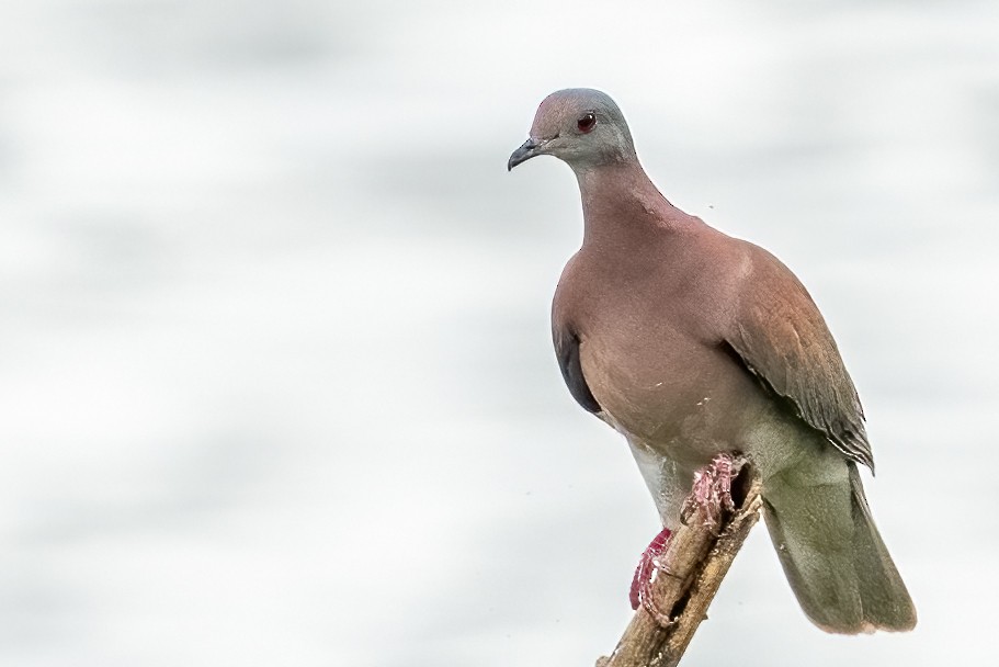 Pale-vented Pigeon - ML557602671