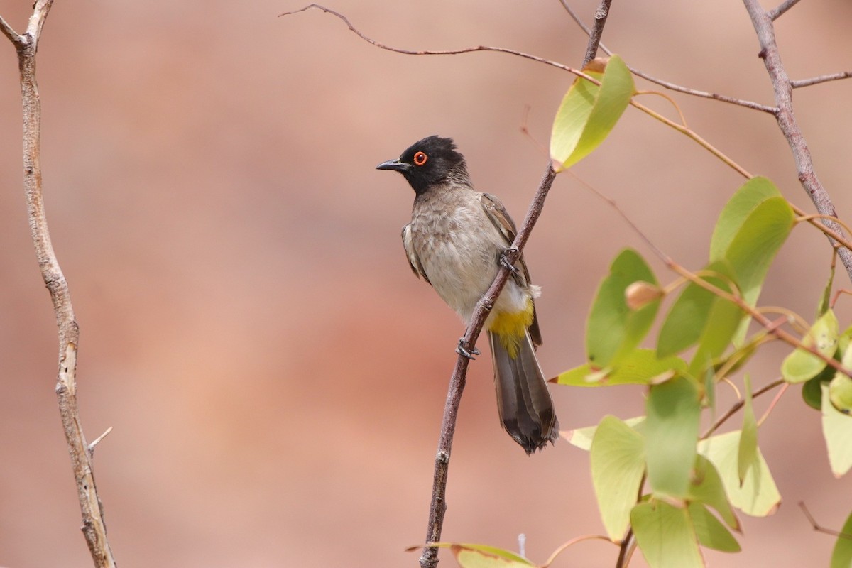 Black-fronted Bulbul - ML557602921