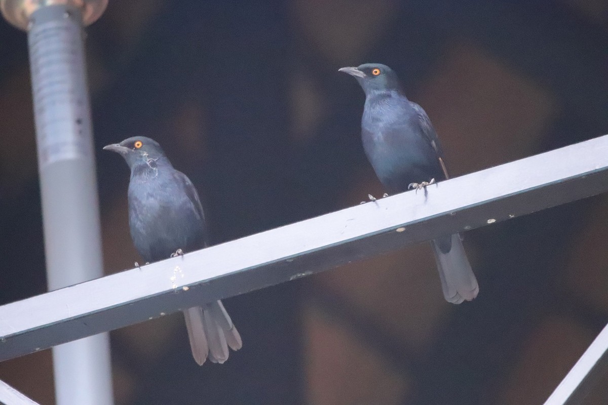 Pale-winged Starling - ML557602941