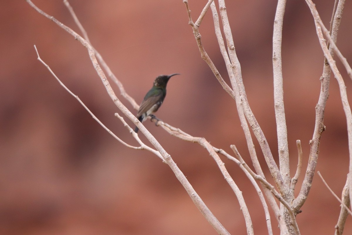 Dusky Sunbird - ML557602981