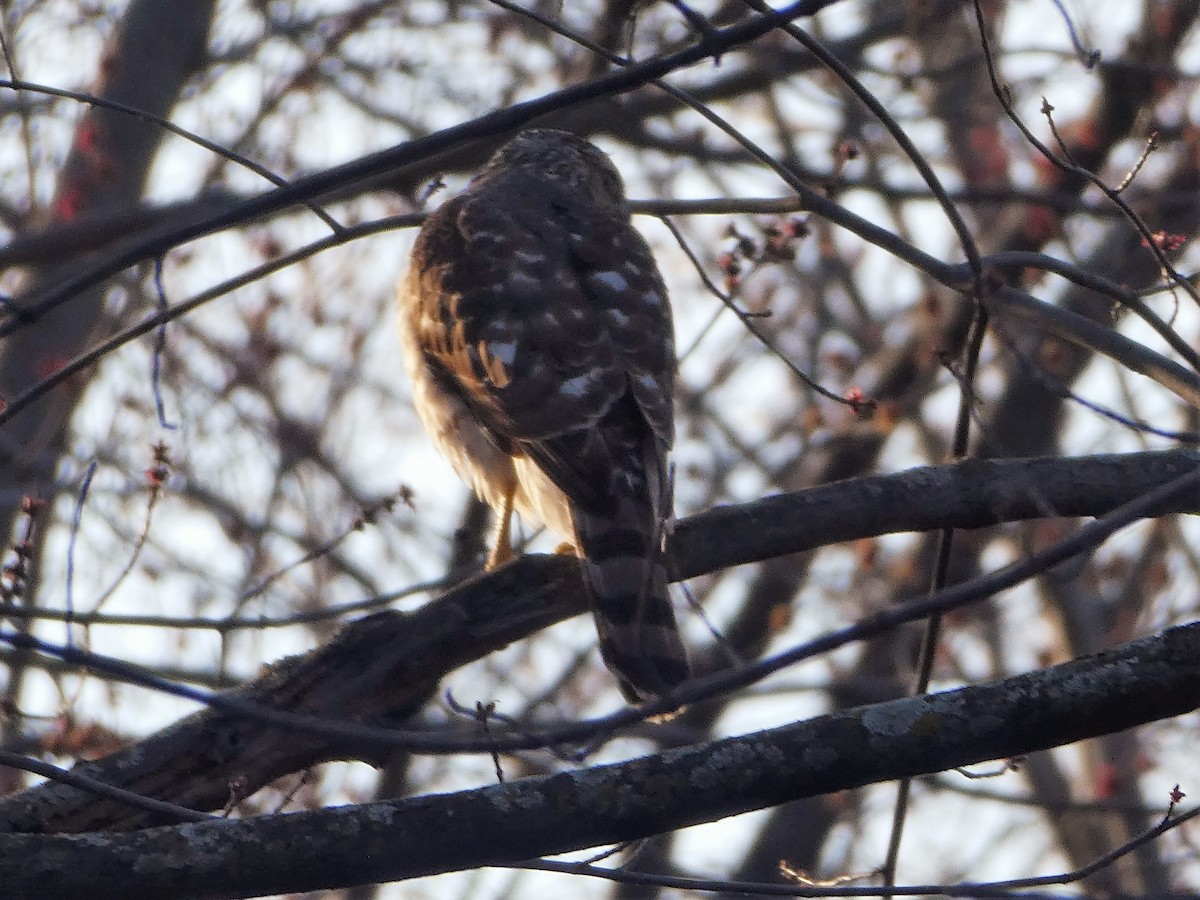 Cooper's Hawk - ML557603021