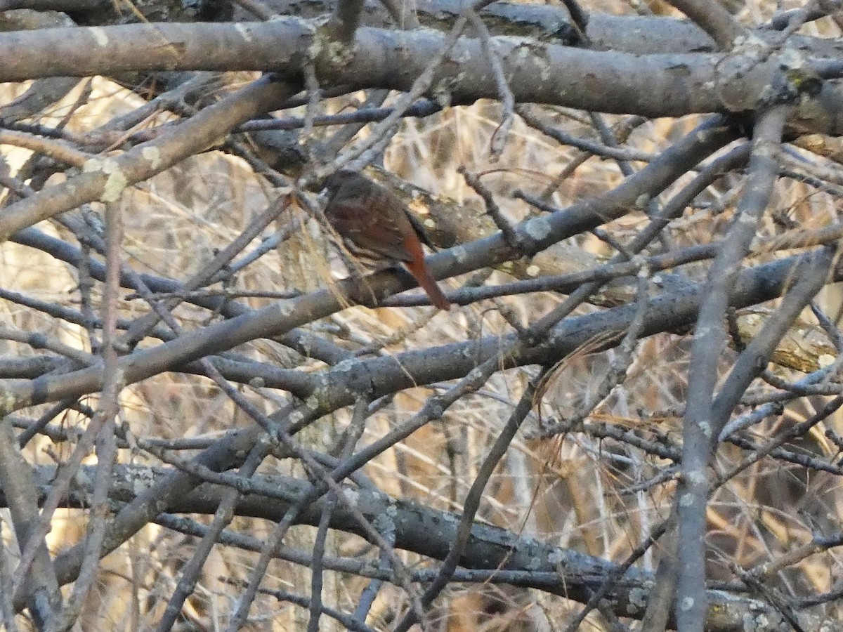 Fox Sparrow - ML557603331