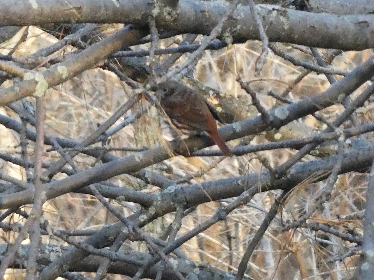 Fox Sparrow - ML557603341