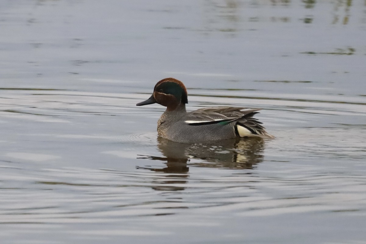 Green-winged Teal - ML557604771