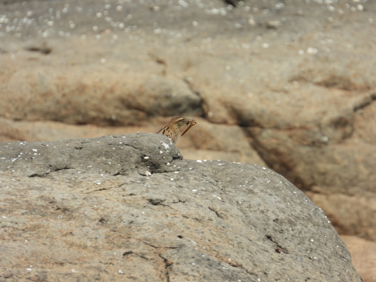 Striated Grassbird - ML557604981