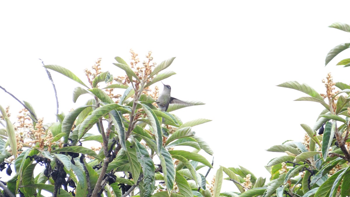 Green-backed Firecrown - ML557605011