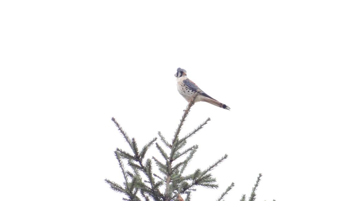 American Kestrel - ML557605021