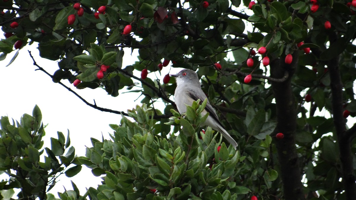 Fire-eyed Diucon - ML557605041