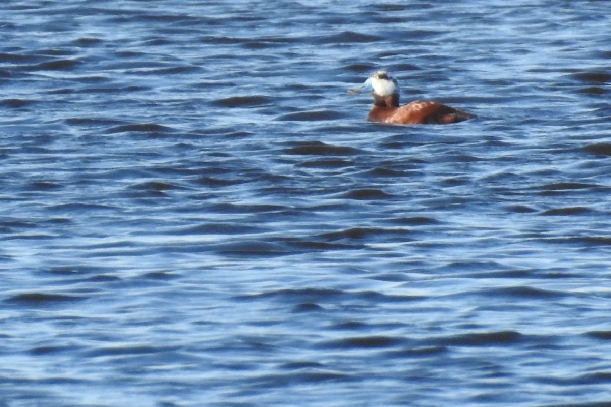 Ruddy Duck - Dan Belter