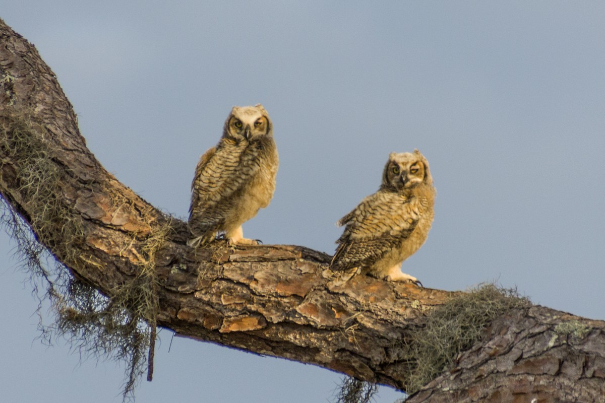 Great Horned Owl - ML557605851