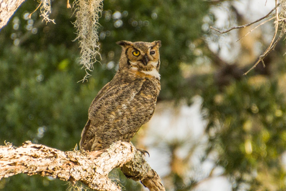 Great Horned Owl - ML557605861