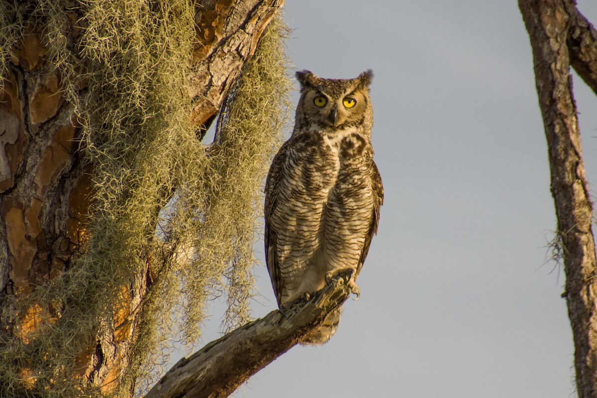Great Horned Owl - ML557605871