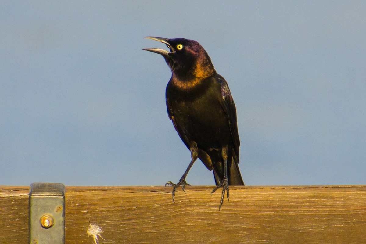 Common Grackle - ML557605921