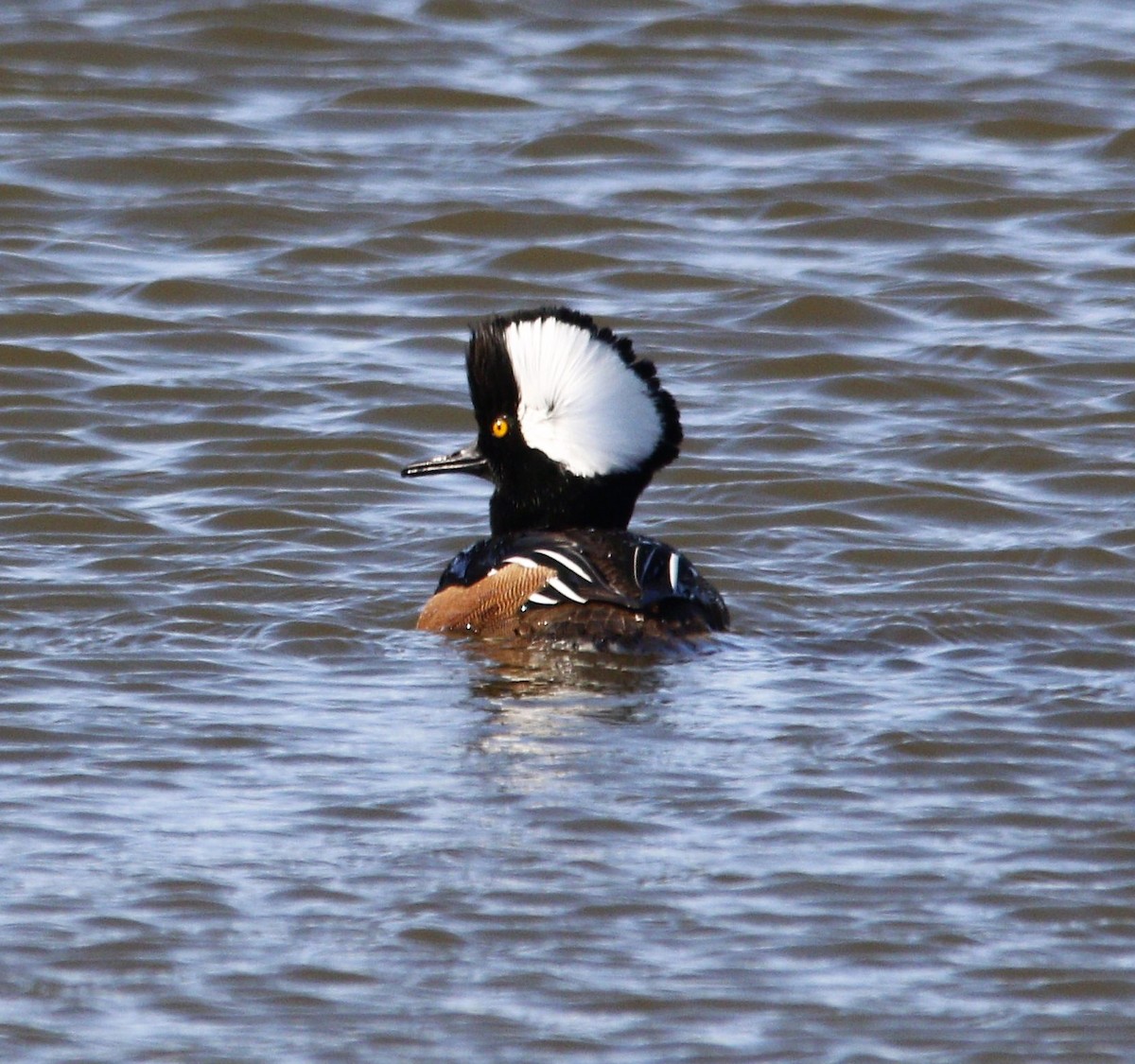 Hooded Merganser - ML557607621