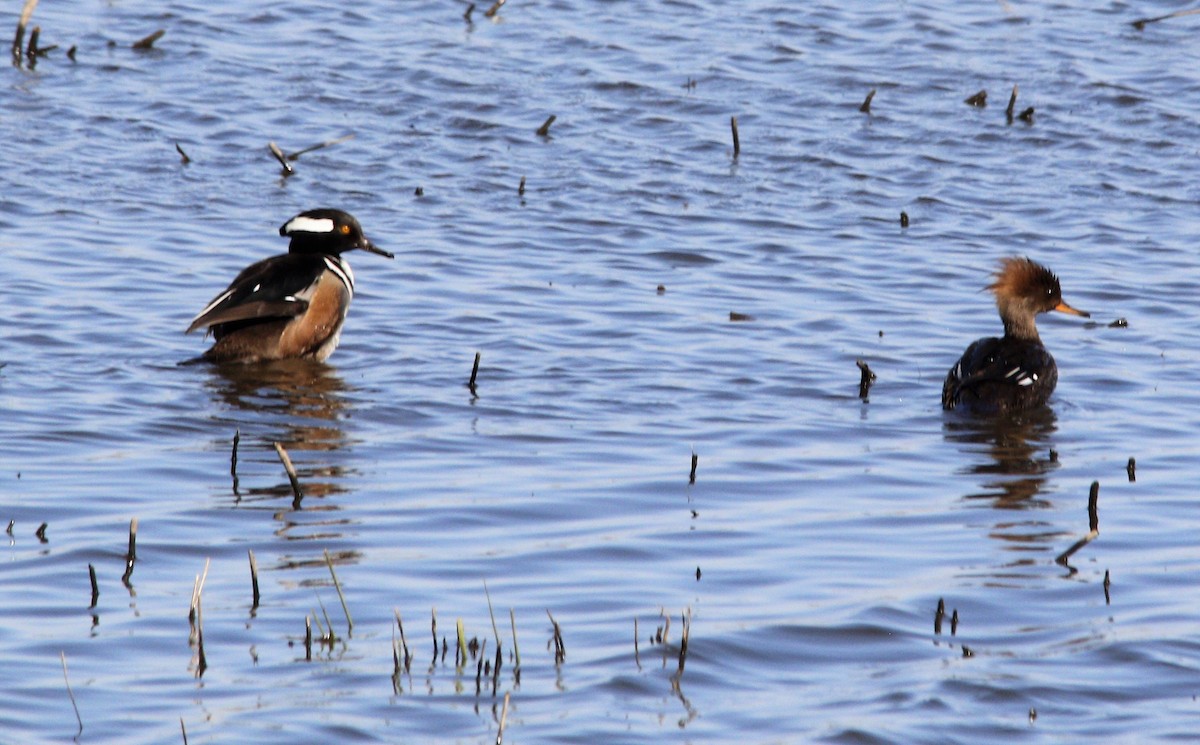 Hooded Merganser - ML557607631