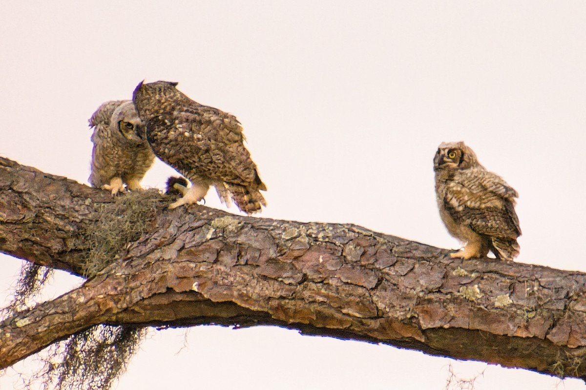 Great Horned Owl - ML557607911