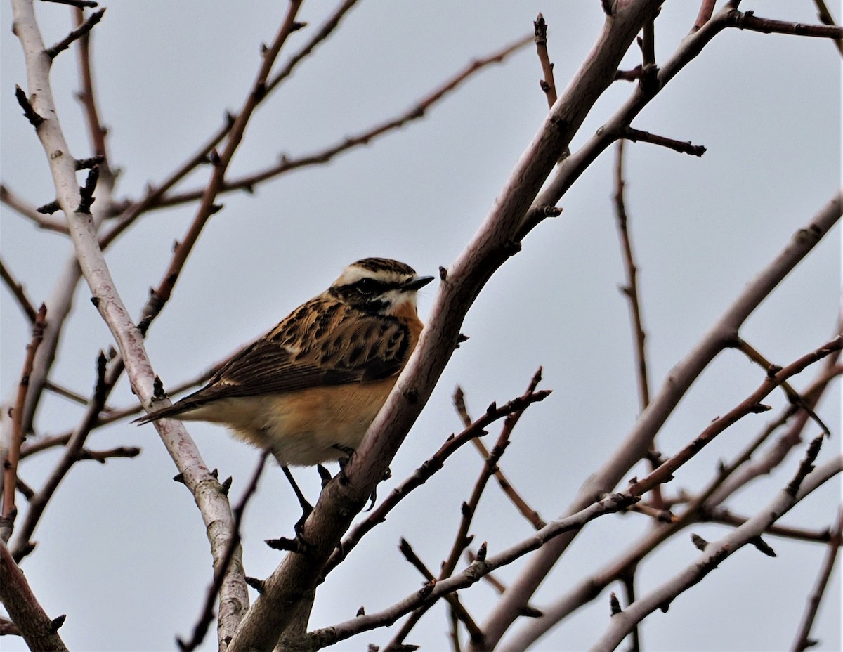 Whinchat - ML557608901