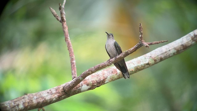 Gray-breasted Sabrewing - ML557609051