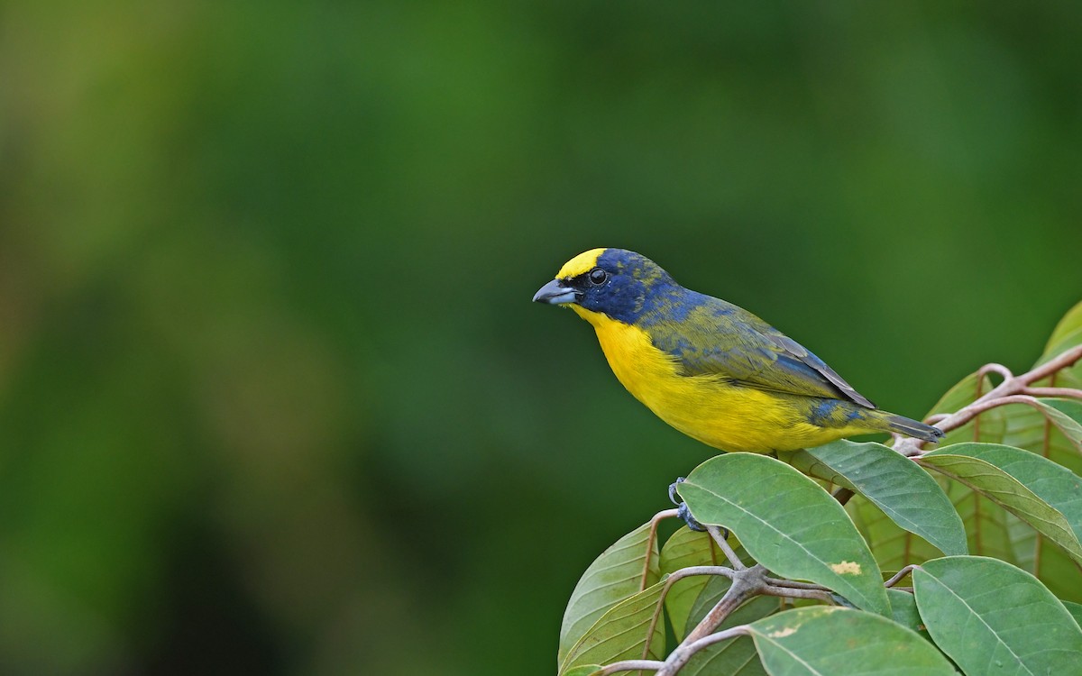 Thick-billed Euphonia - Christoph Moning