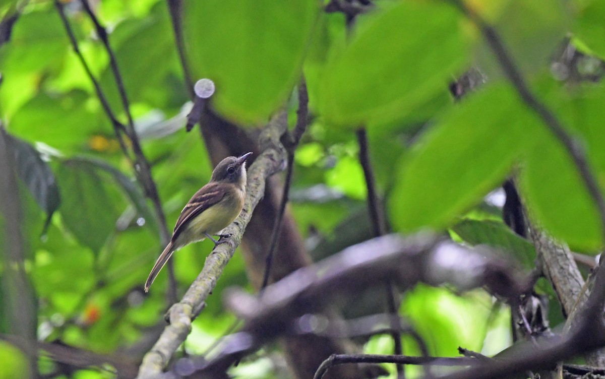 Black-billed Flycatcher - Christoph Moning