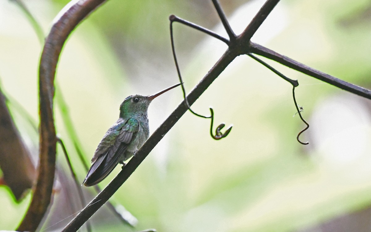 blåbrystkolibri - ML557610711