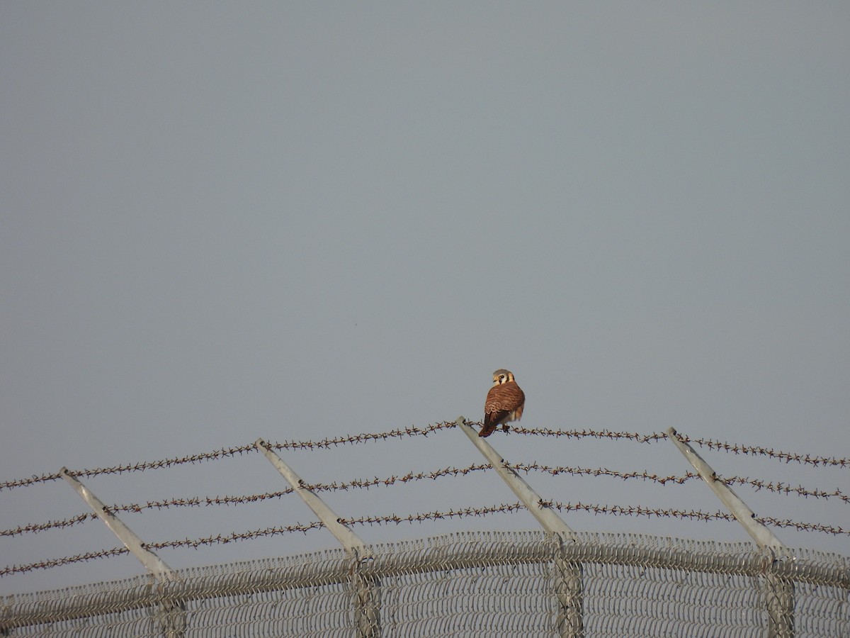 American Kestrel - ML557611461