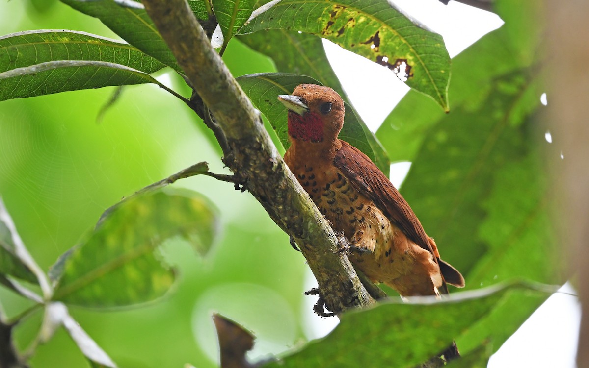 Cinnamon Woodpecker - ML557612171