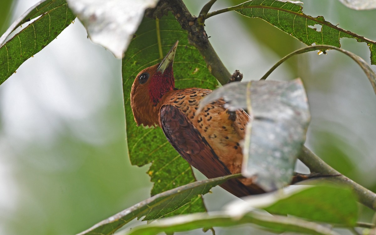 Cinnamon Woodpecker - ML557612181