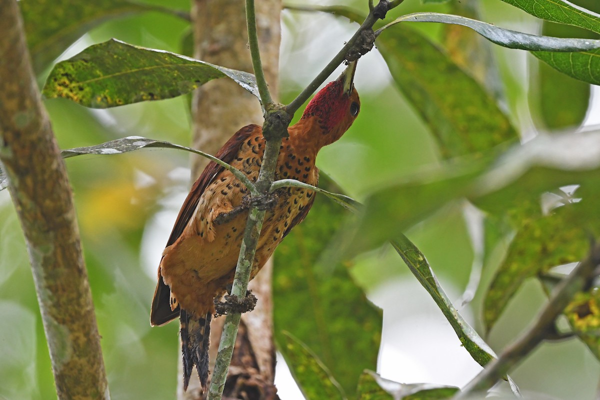 Cinnamon Woodpecker - ML557612201