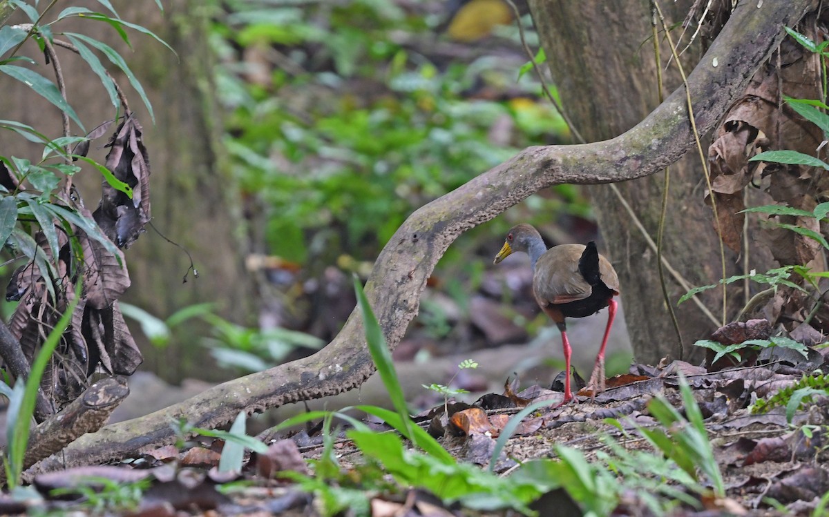 Gray-cowled Wood-Rail (Gray-cowled) - ML557612261