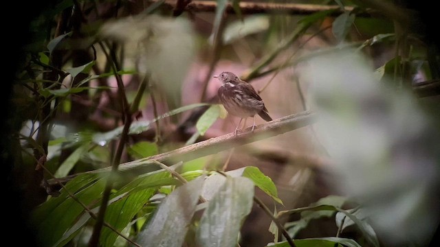 Ringed Antpipit - ML557612541