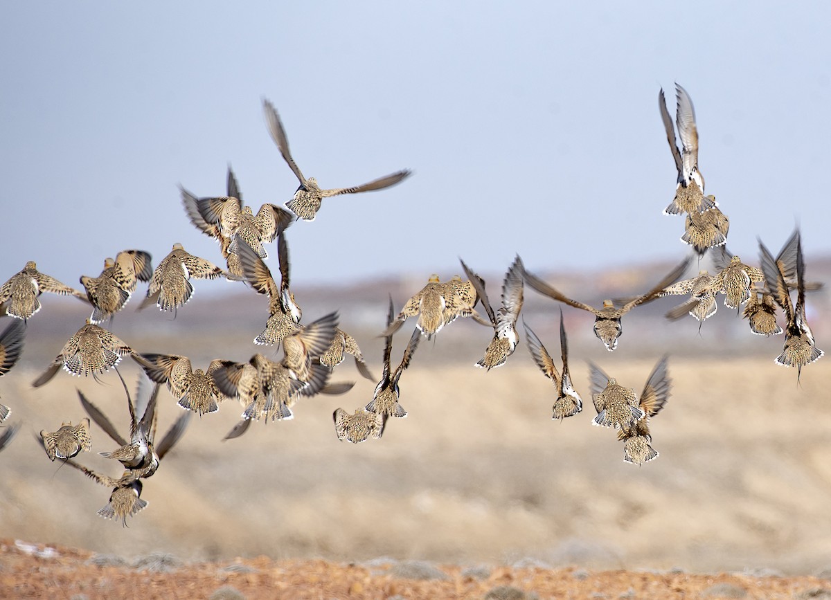 Pallas's Sandgrouse - ML557612741