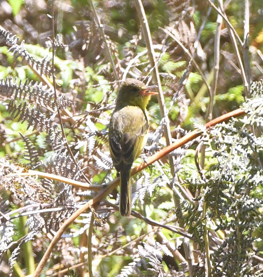 African Yellow-Warbler - ML557613341